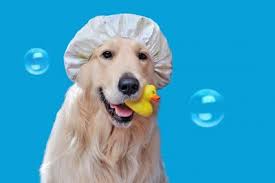 Full Groom – Grroom Dog Spa