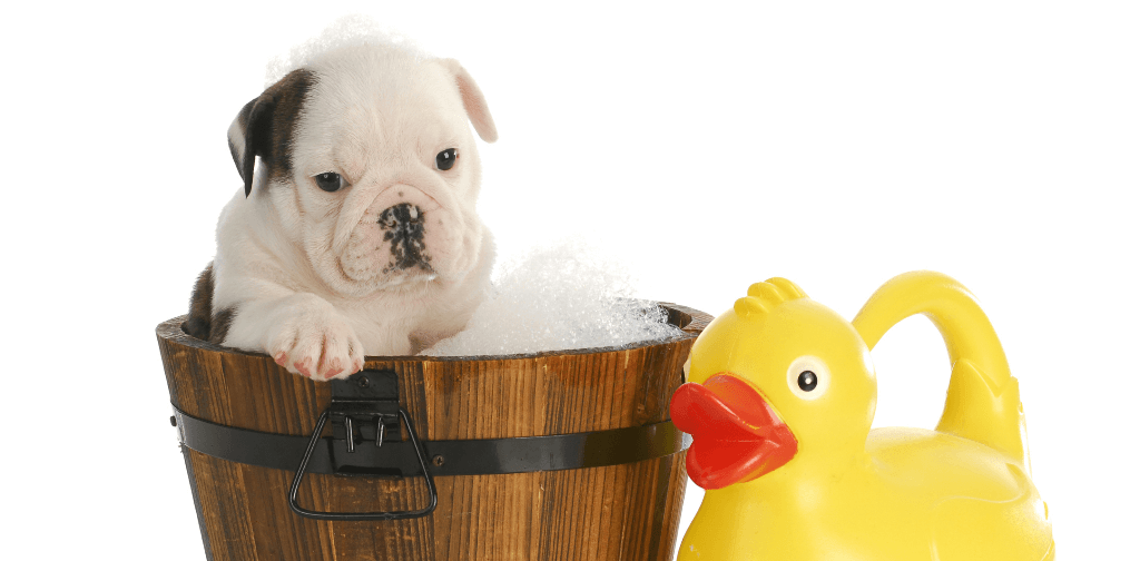 Puppy Love – Grroom Dog Spa