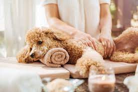 Spa Grooming Experience – Grroom Dog Spa
